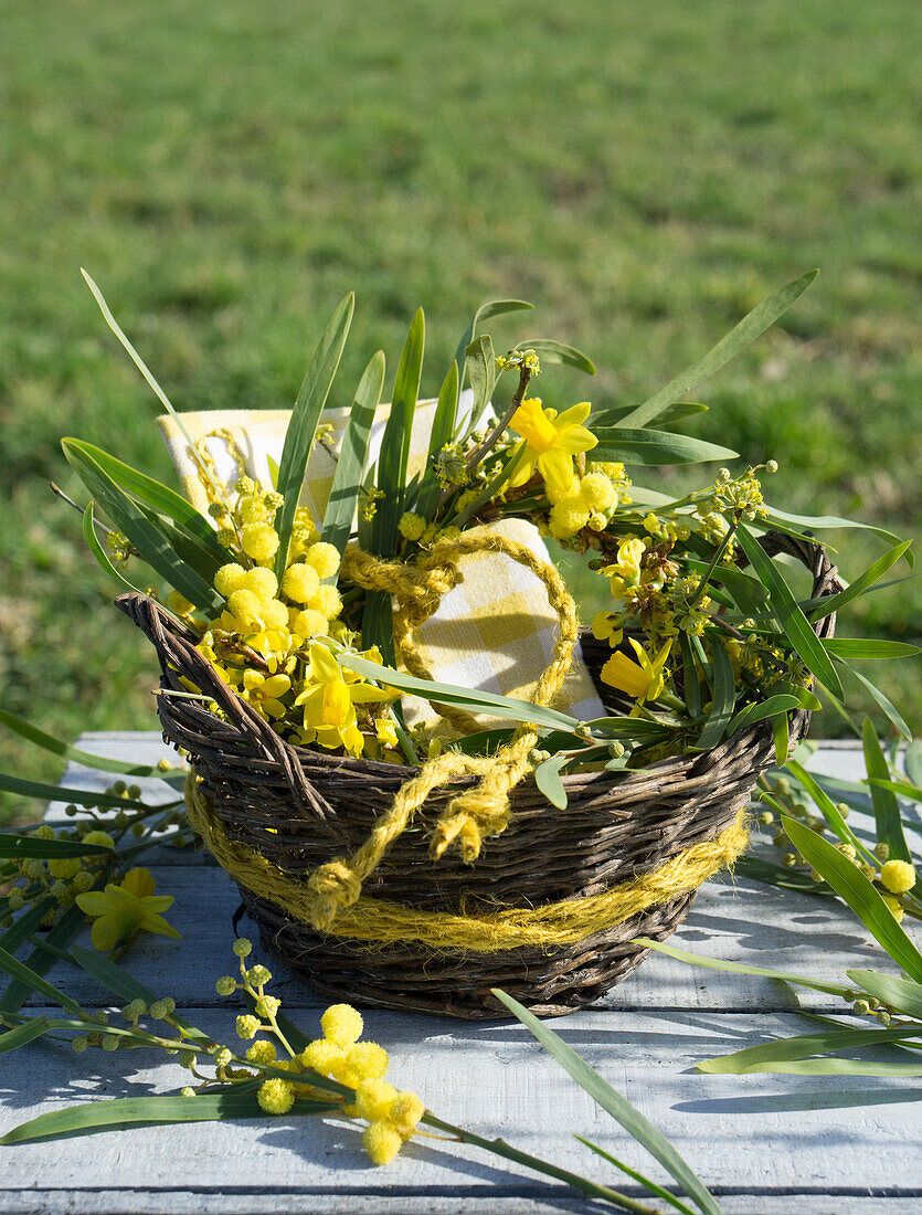 Basket with napkin and wreath of mimosa, narcissus (Narcissus) and forsythia (Forsythia)