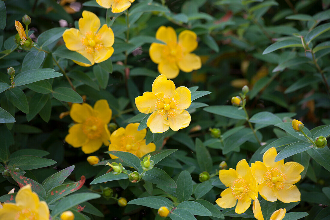 St. John's wort flowers (Hypericum perforatum) on a shrub