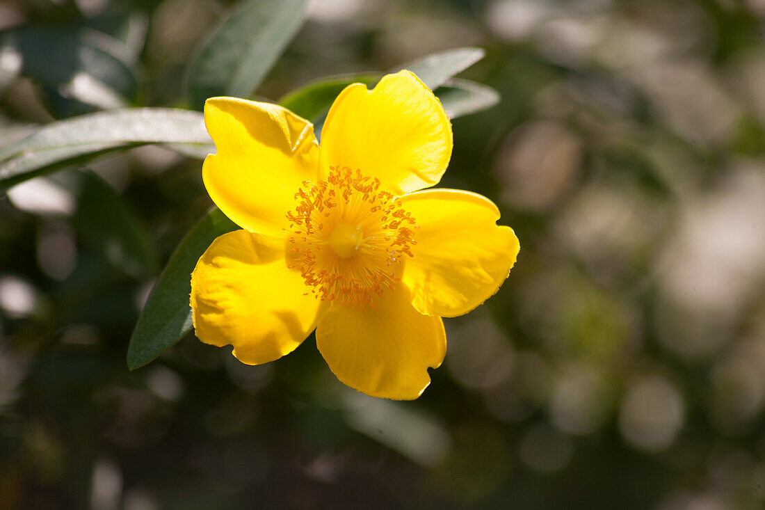 St. John's wort flower (Hypericum perforatum) on a shrub