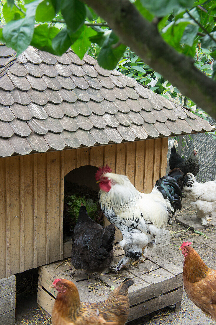 Hahn mit Hennen vor Hühnerstall