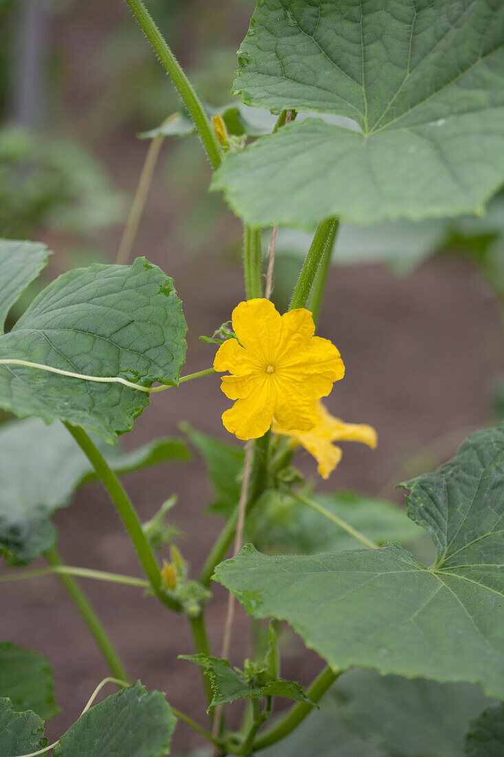 Gurkenblüte an Gurkenranke