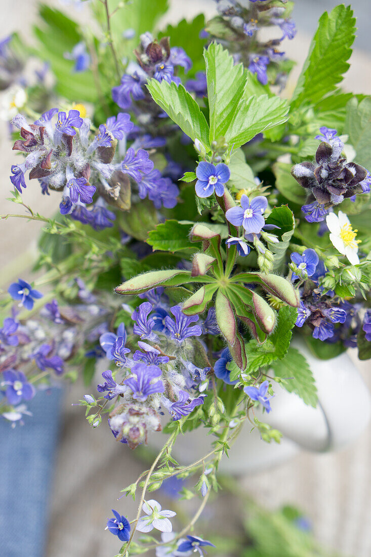 Bouquet in milk jug, of forget-me-not (Myosotis), günsel (Ajuga) speedwell (Veronica), strawberry leaves