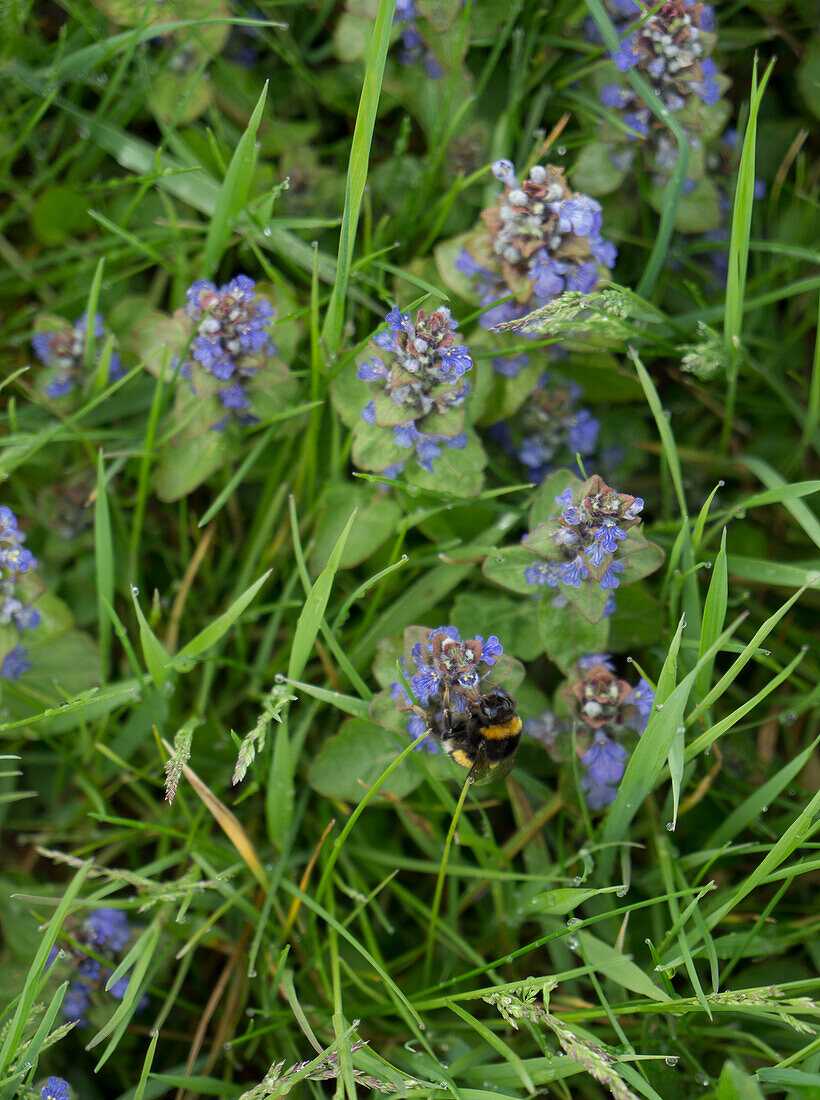 Meadow with goutweed (Ajuga) and ribwort plantain (Plantago lanceolata) and bumblebee