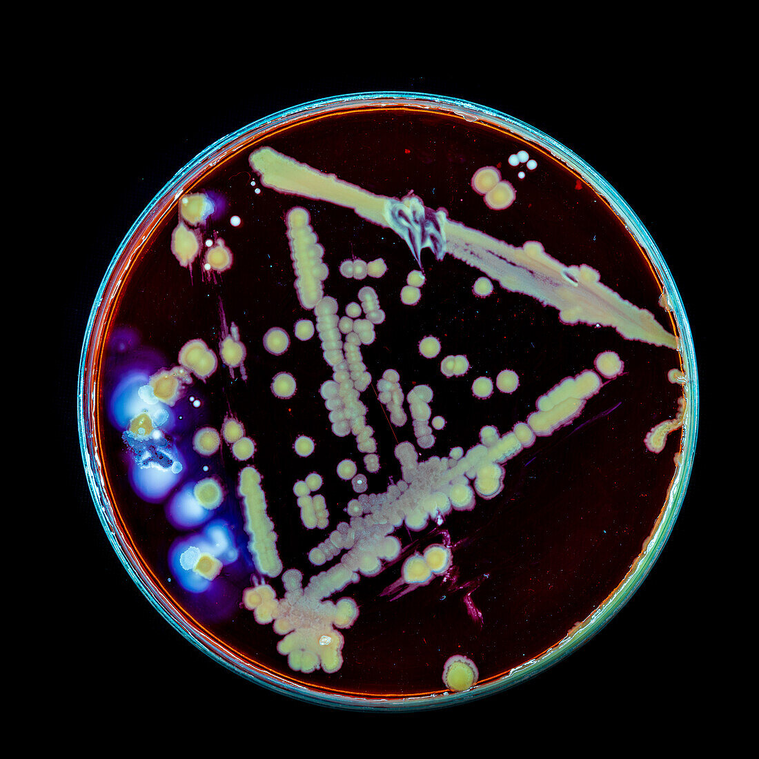 Bacteria and fungi cultured on Petri dish