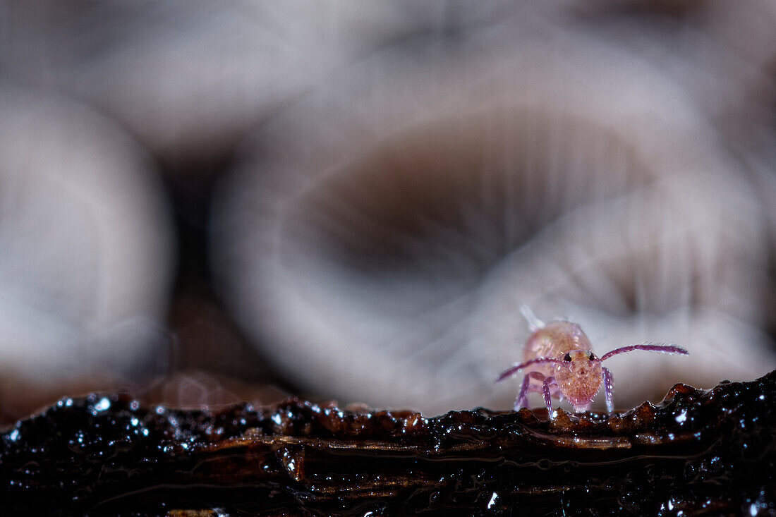 Moulting springtail