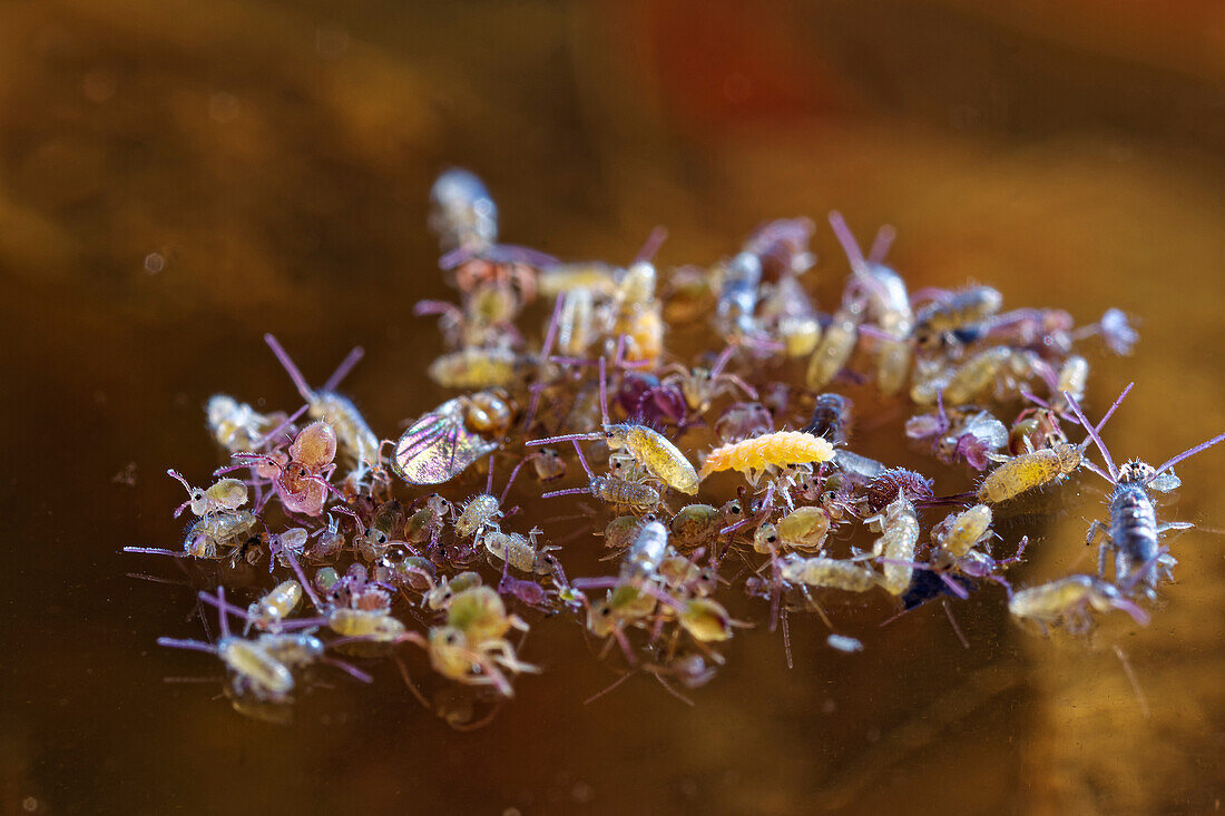 Springtails trapped in water