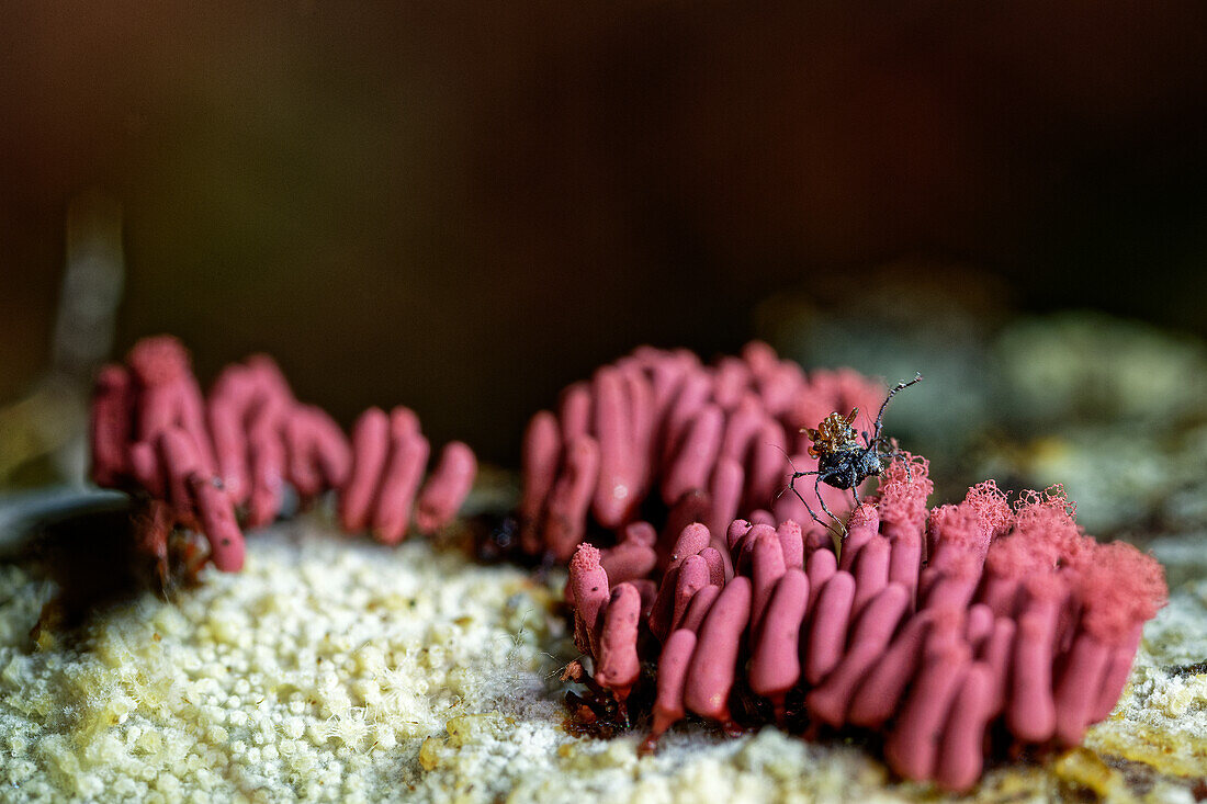 Mite on a slime mould