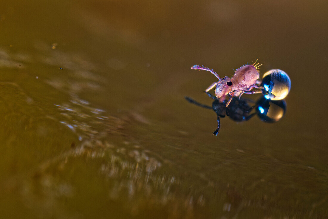 Juvenile springtail on a water