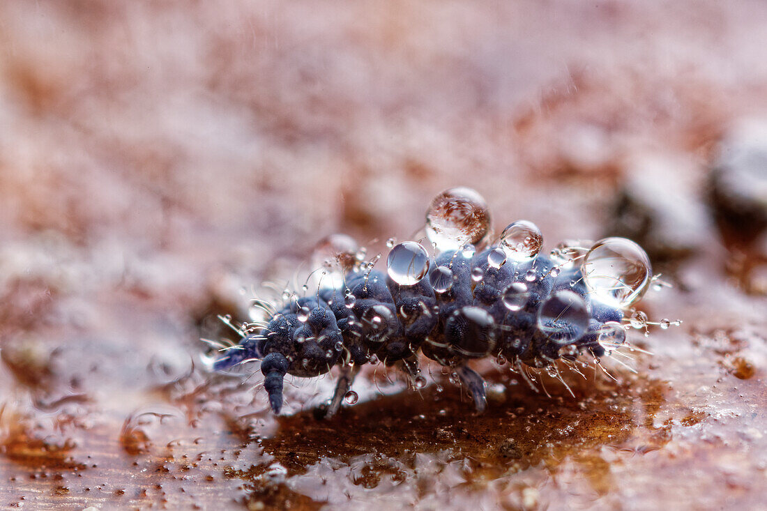Springtail covered with water droplets