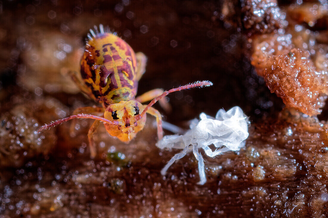 Springtail with its moult