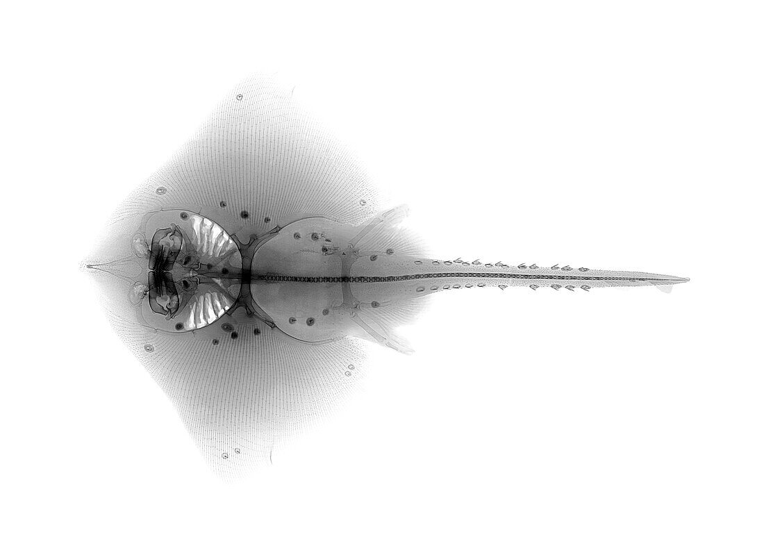 Thornback ray, X-ray