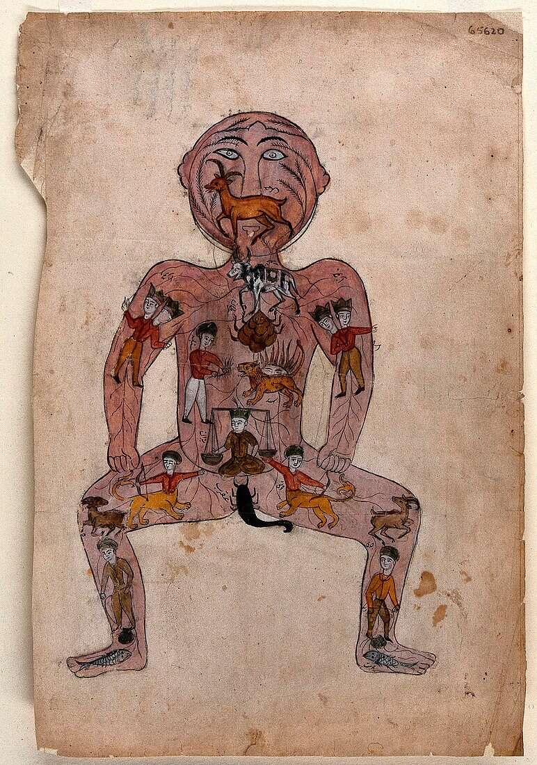 Zodiac Man, 19th century illustration