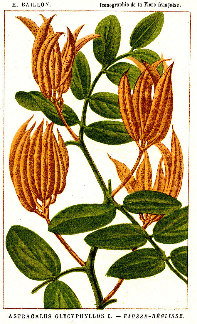 Liquorice vetch, 19th century illustration
