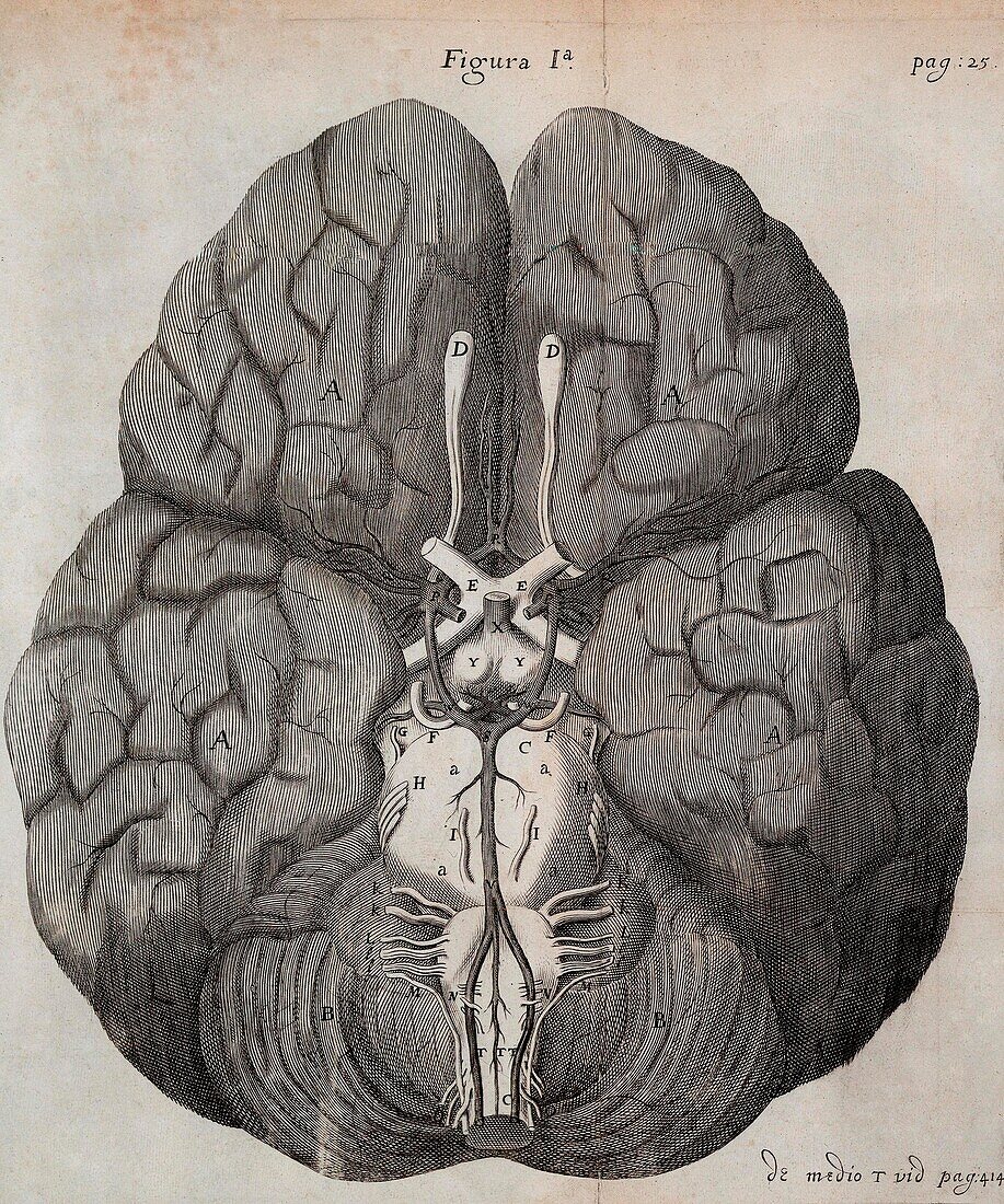 Blood supply to the brain, 17th century illustration