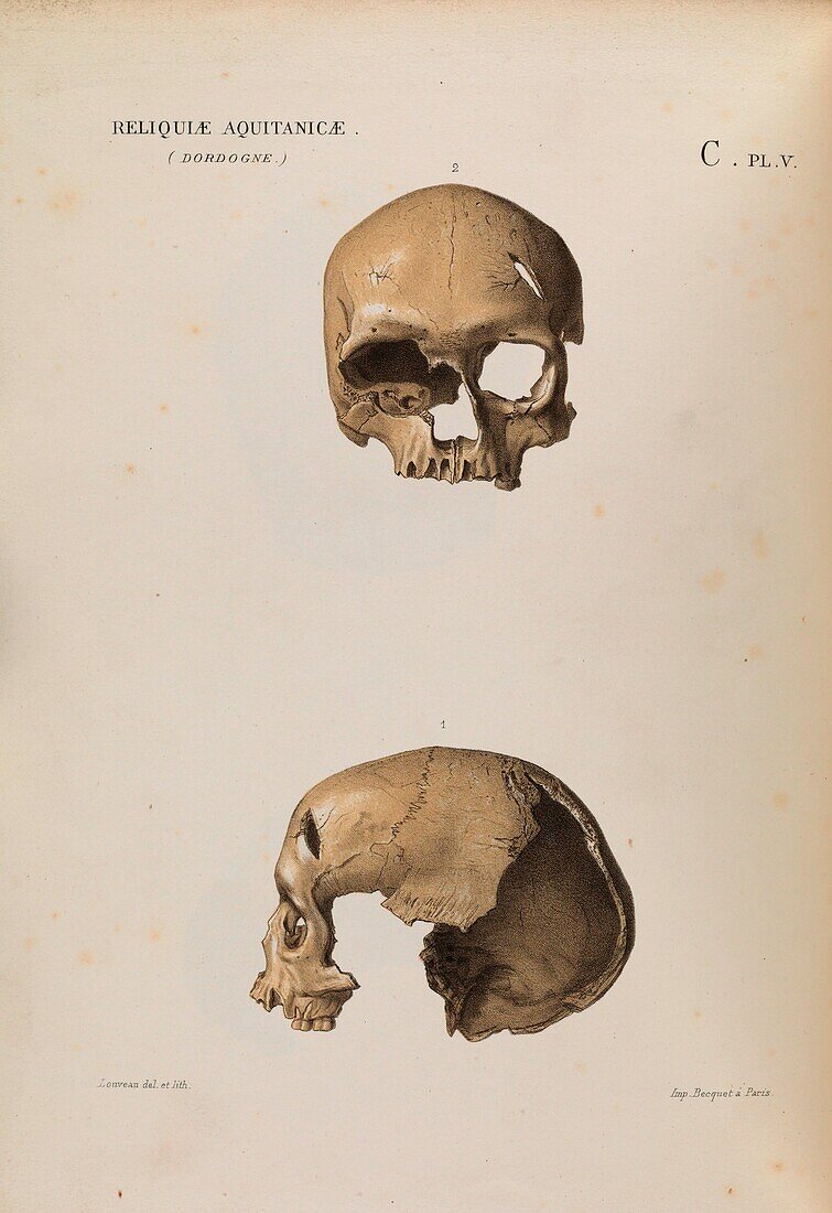 Female Cro-Magnon skull, 19th century illustration