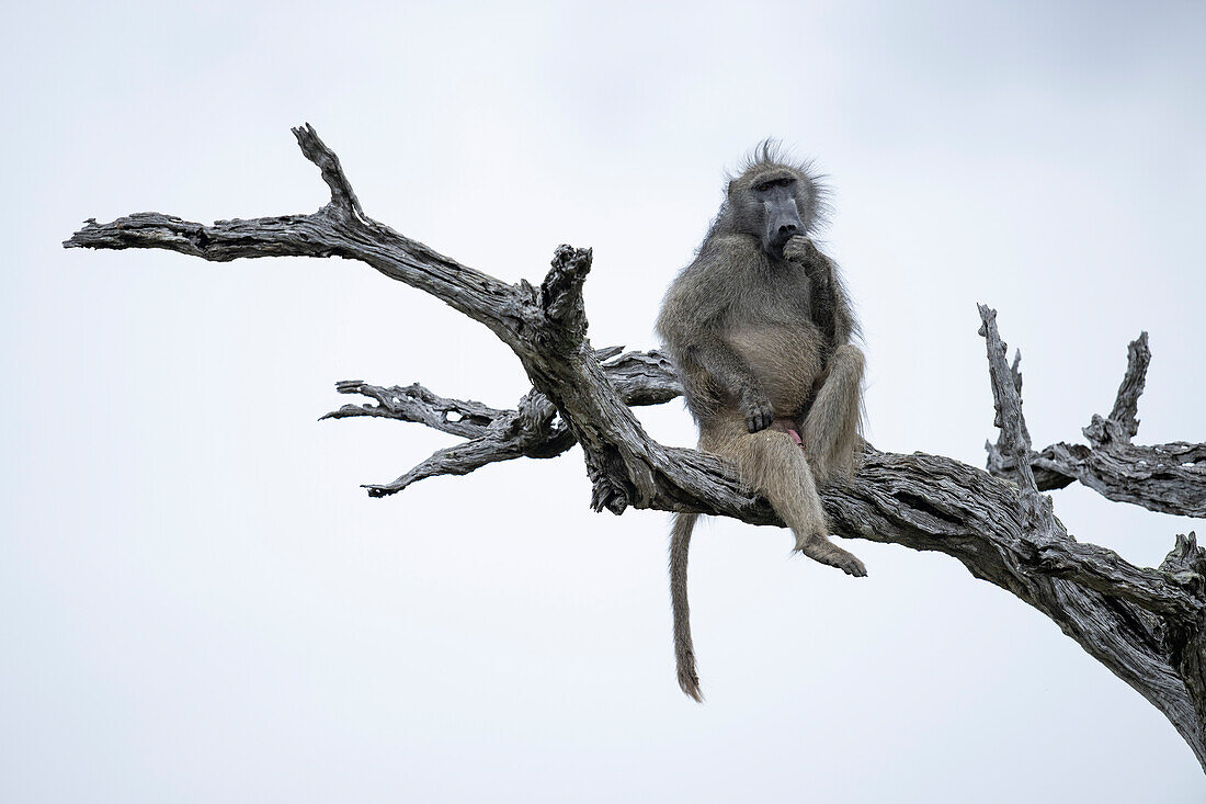 Chacma baboon perched in tree
