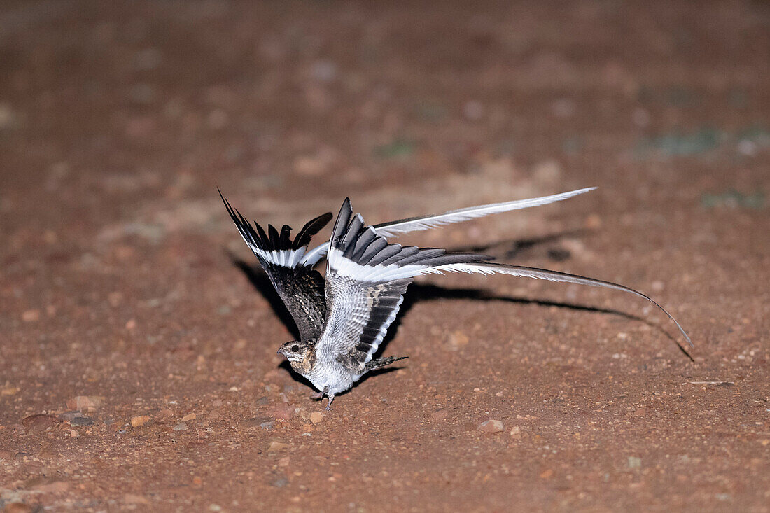 Pennant-winged nightjar taking off