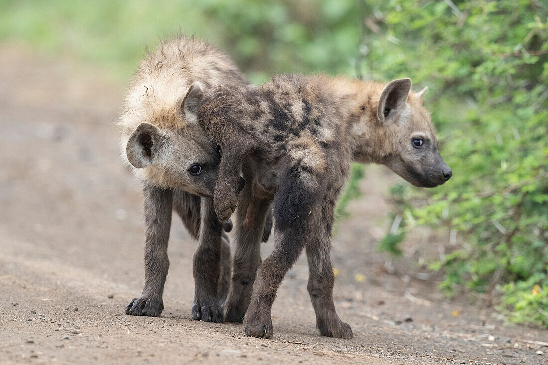 Spotted hyenas bonding