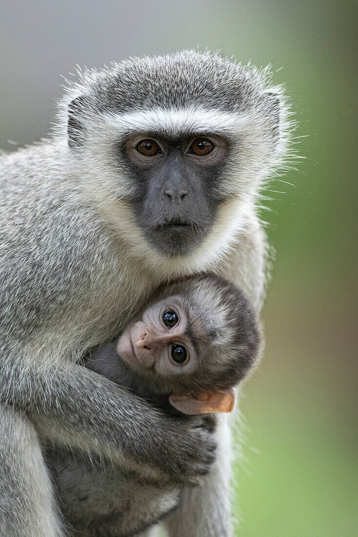 Vervet monkey infant with mother