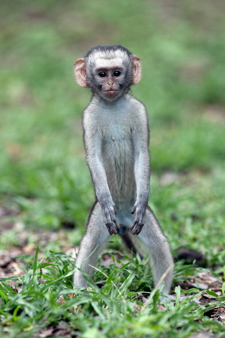 Vervet monkey in bipedal position