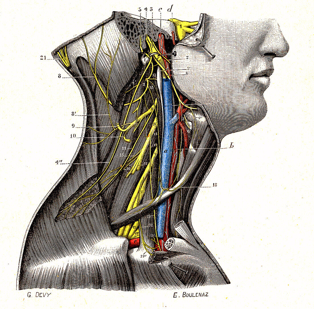 Deep cervical plexus, illustration