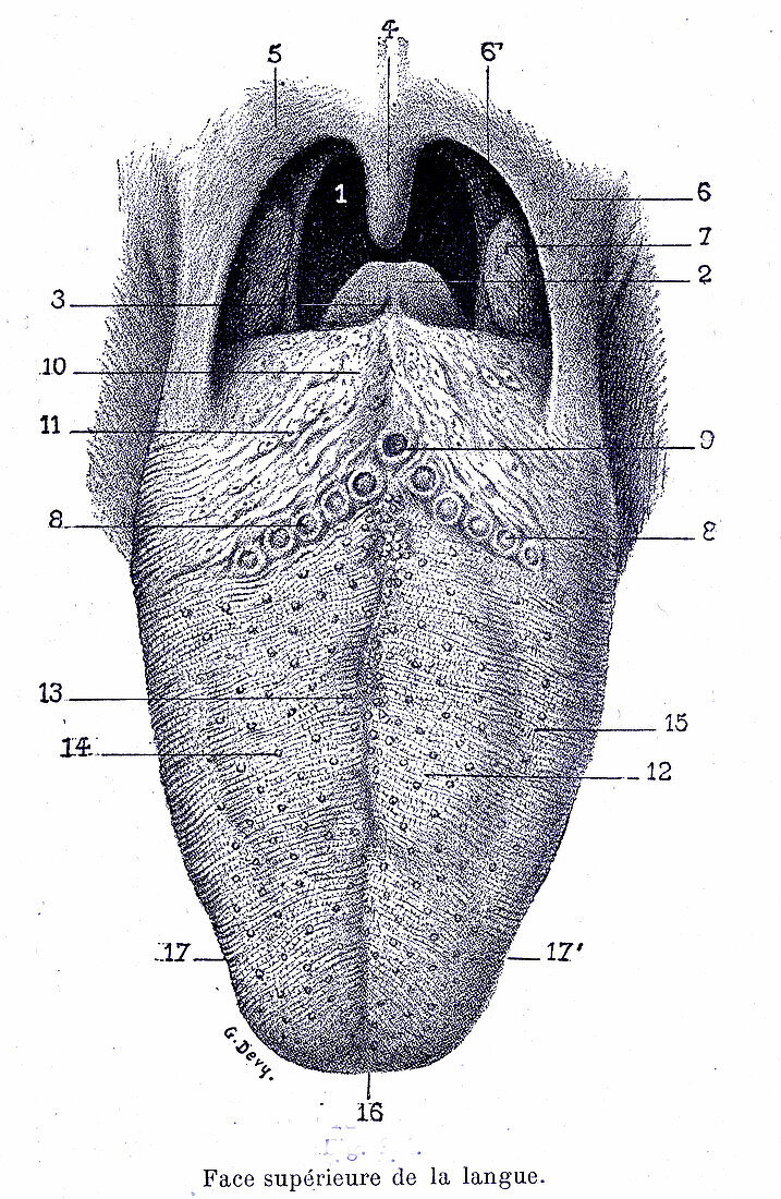 Tongue anatomy, illustration