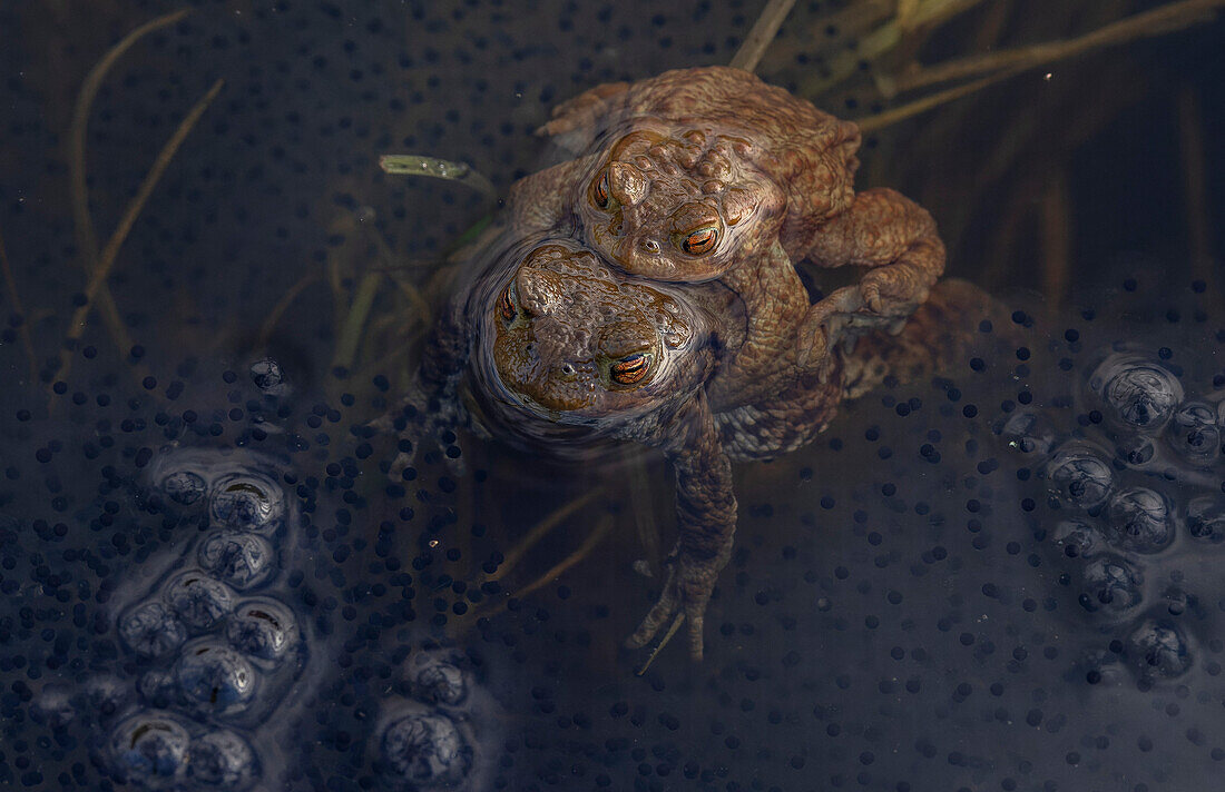 Mating common toads