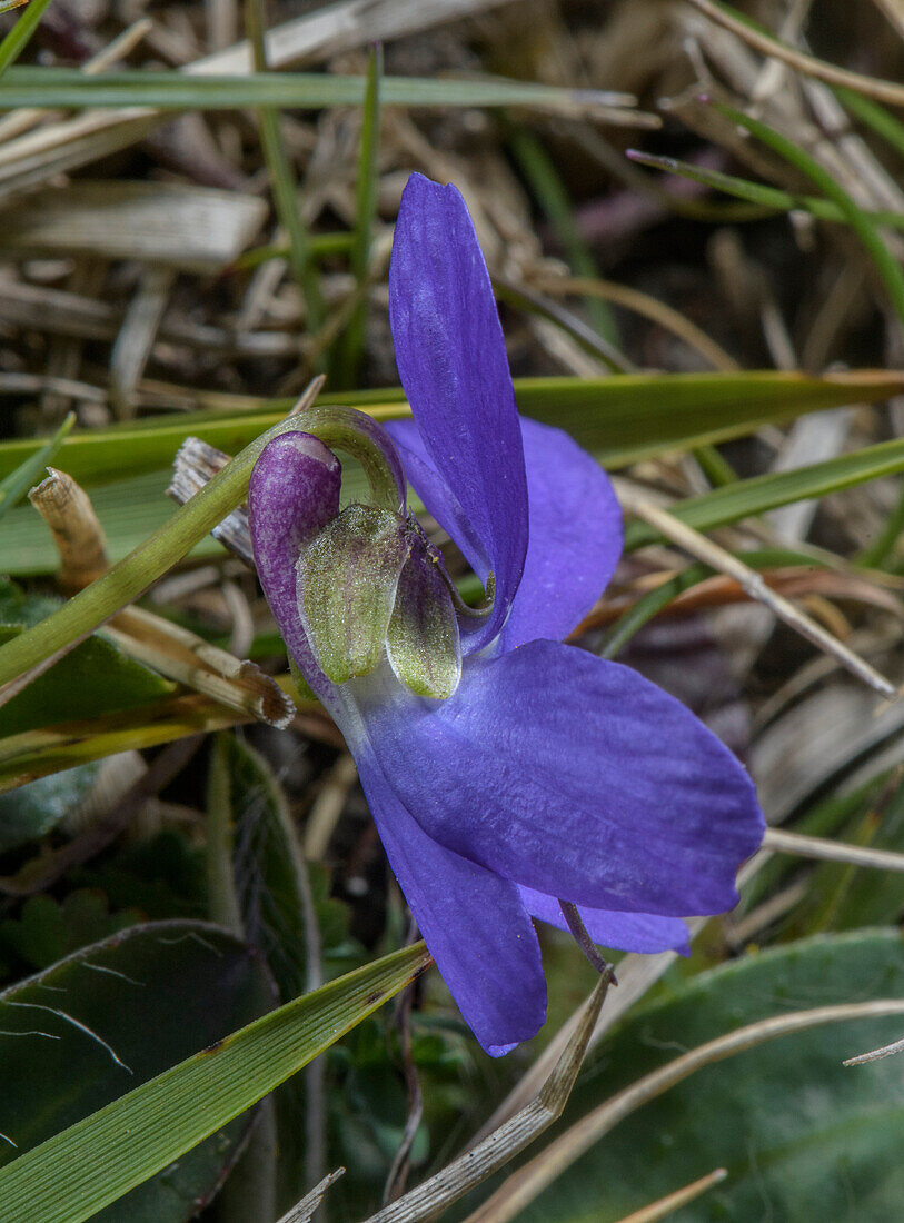 Hairy violet (Viola hirta) in flower