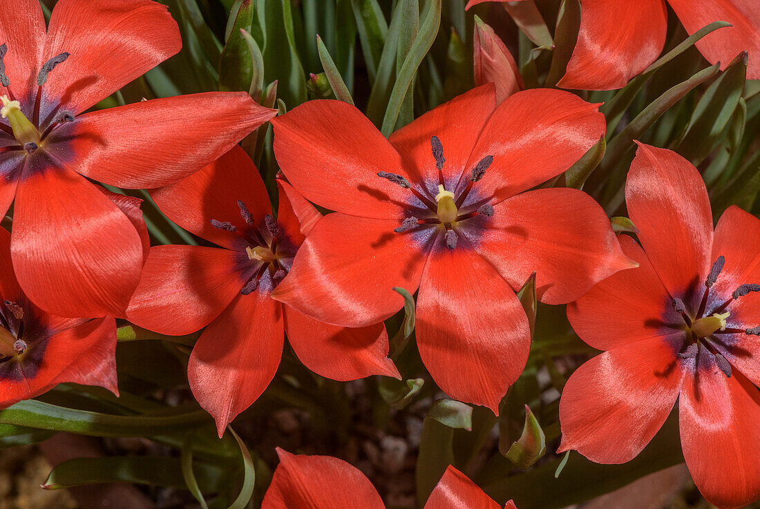 Bokhara tulip (Tulipa linifolia) in flower
