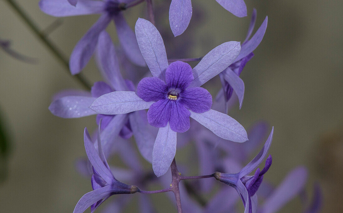 Purple wreath (Petrea volubilis)