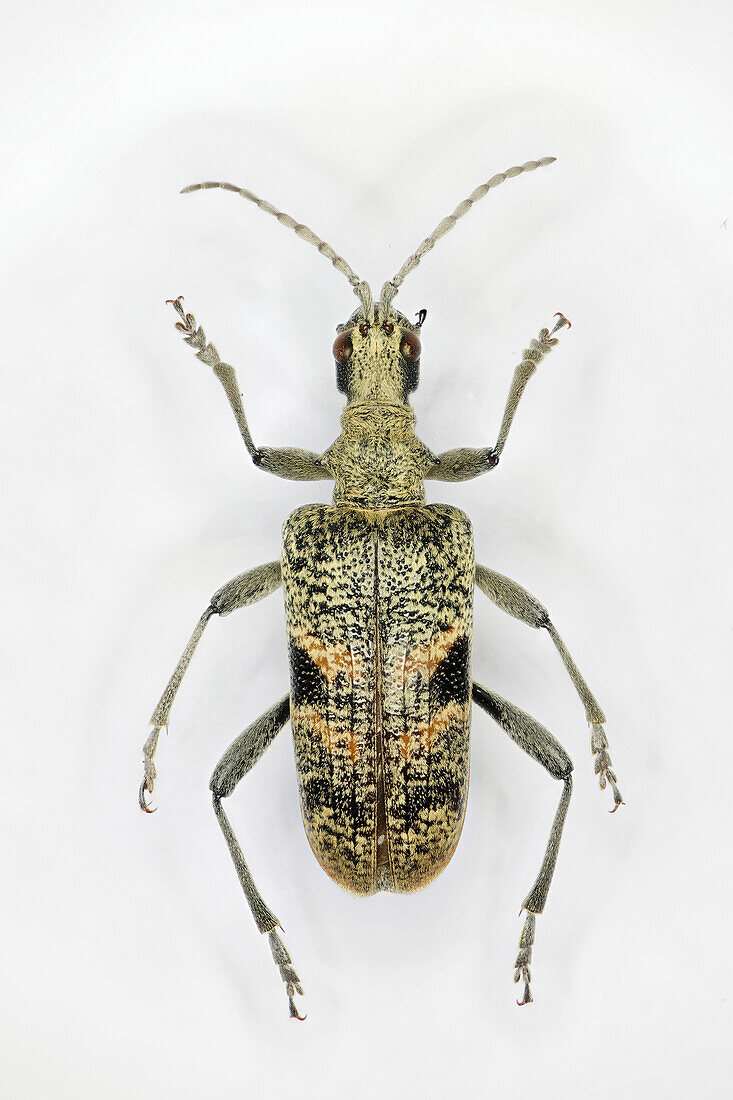 Black-spotted longhorn beetle