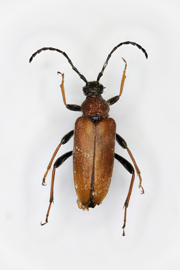 Red-brown longhorn beetle