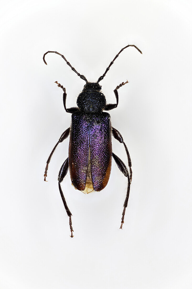 Violet tanbark beetle