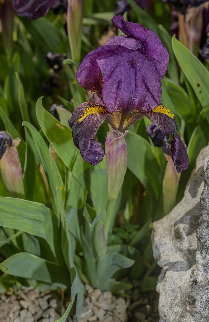 Rock iris (Iris reichenbachii) in flower