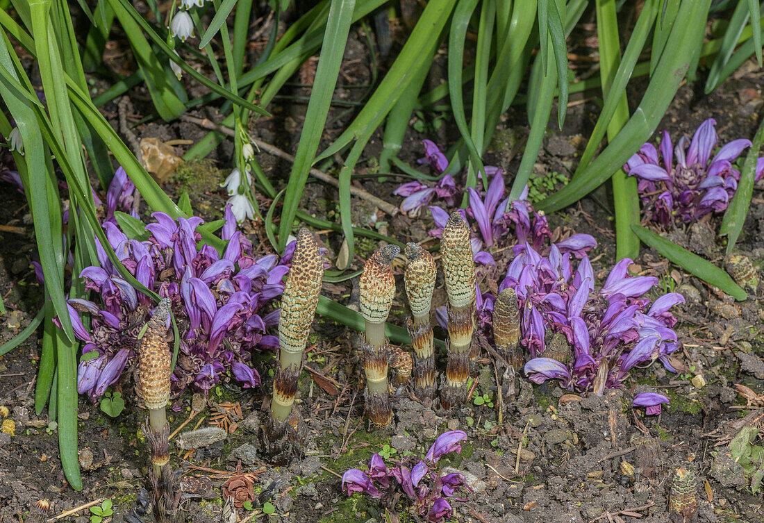 Purple toothwort (Lathraea clandestina) in flower