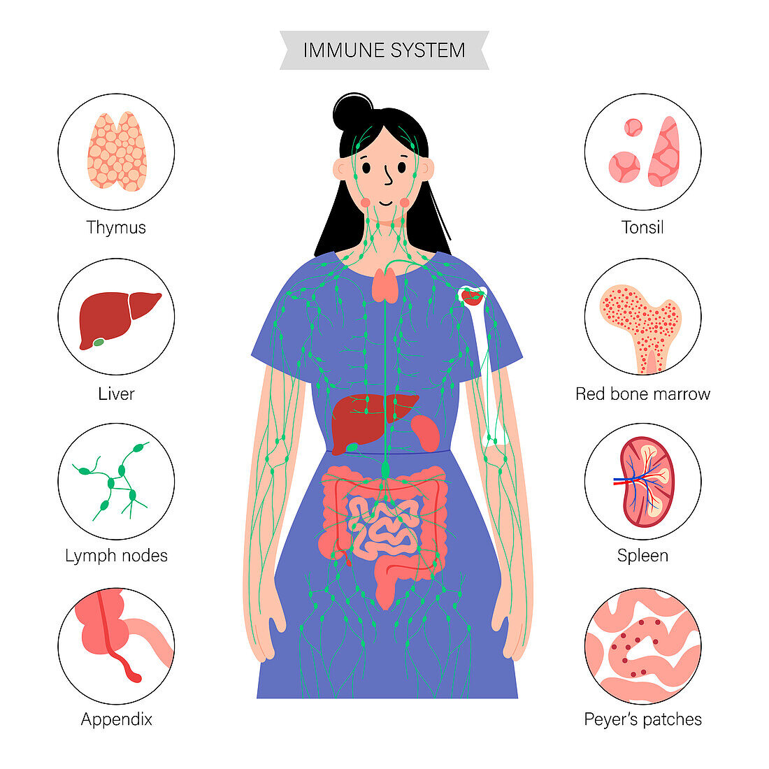 Lymphatic system and organs, illustration