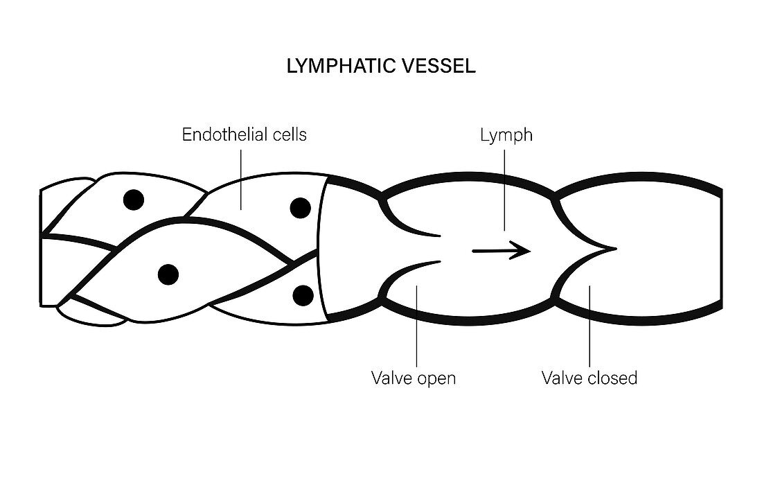 Lymphatic vessel, conceptual illustration