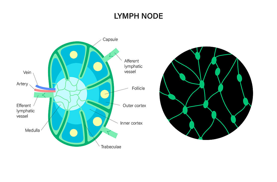 Lymph node anatomy, illustration