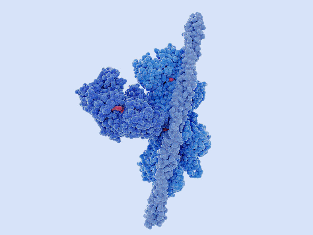 Cardiac muscle complex, illustration