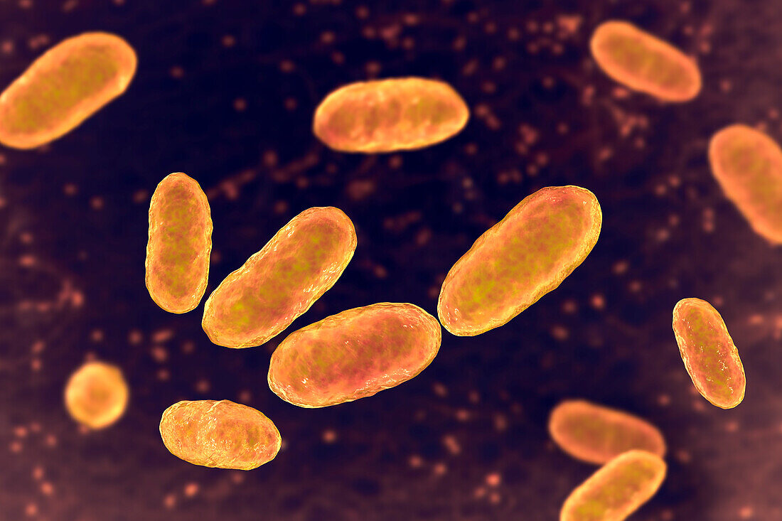 Aggregatibacter bacteria, illustration