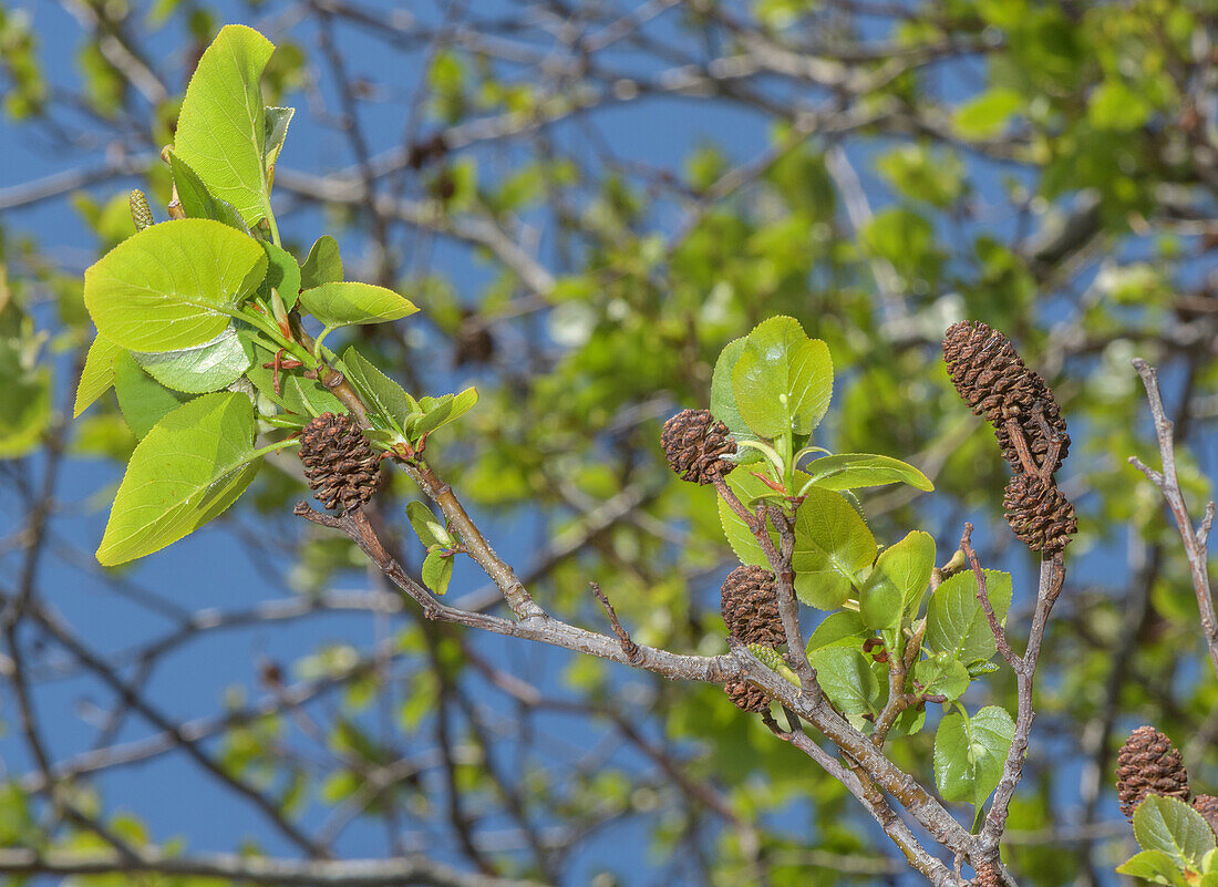 Italian alder (Alnus cordata) cones and spring leaves