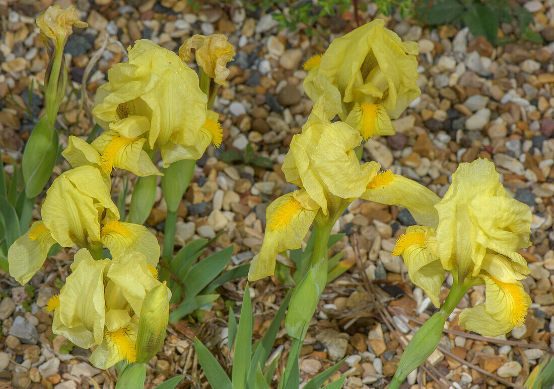 Rock iris (Iris reichenbachii) in flower