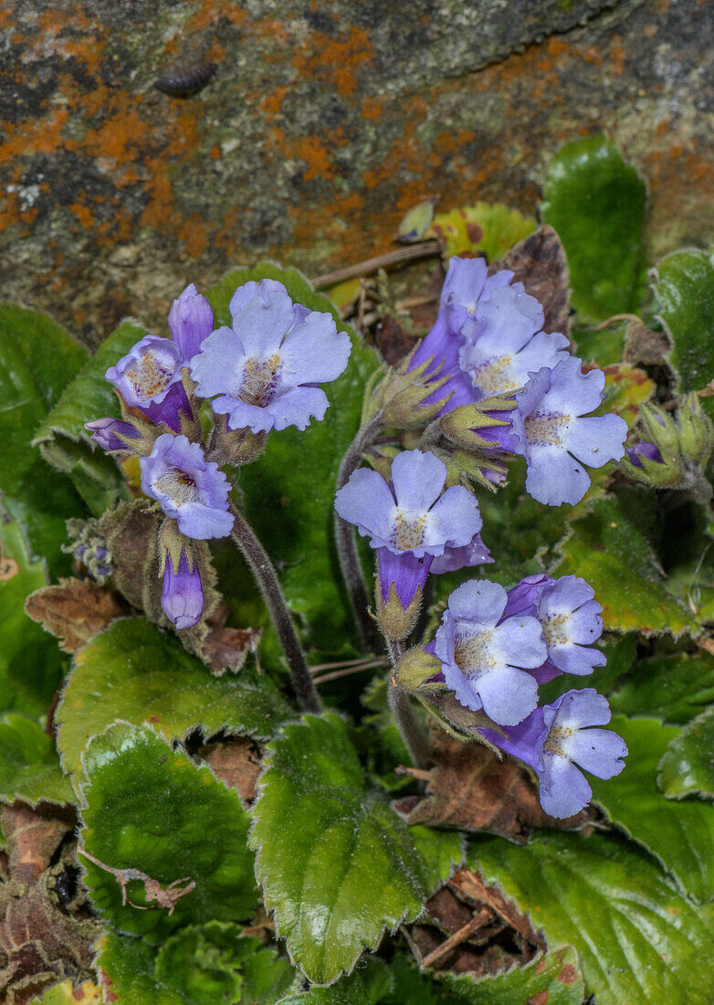 Orpheus flower (Haberlea rhodopensis)