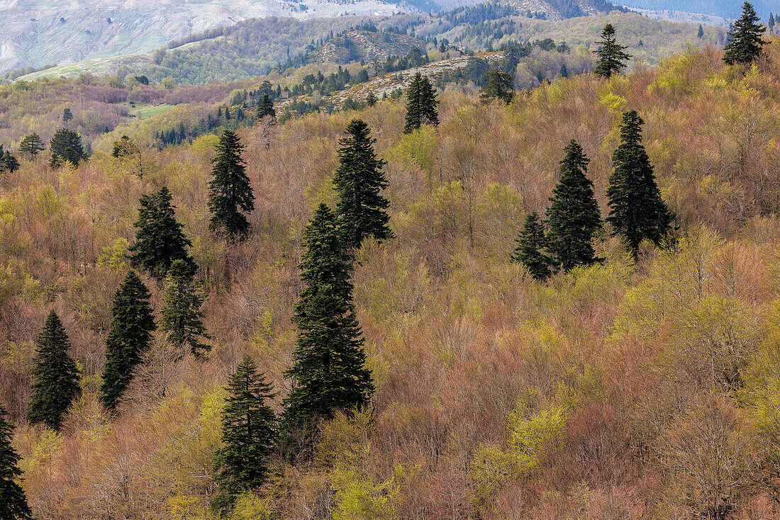 King Boris fir and beech forests