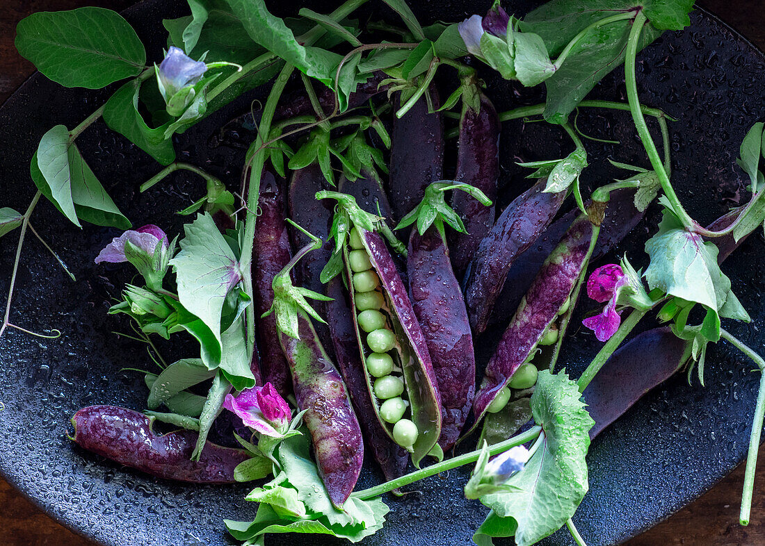 Purple peas