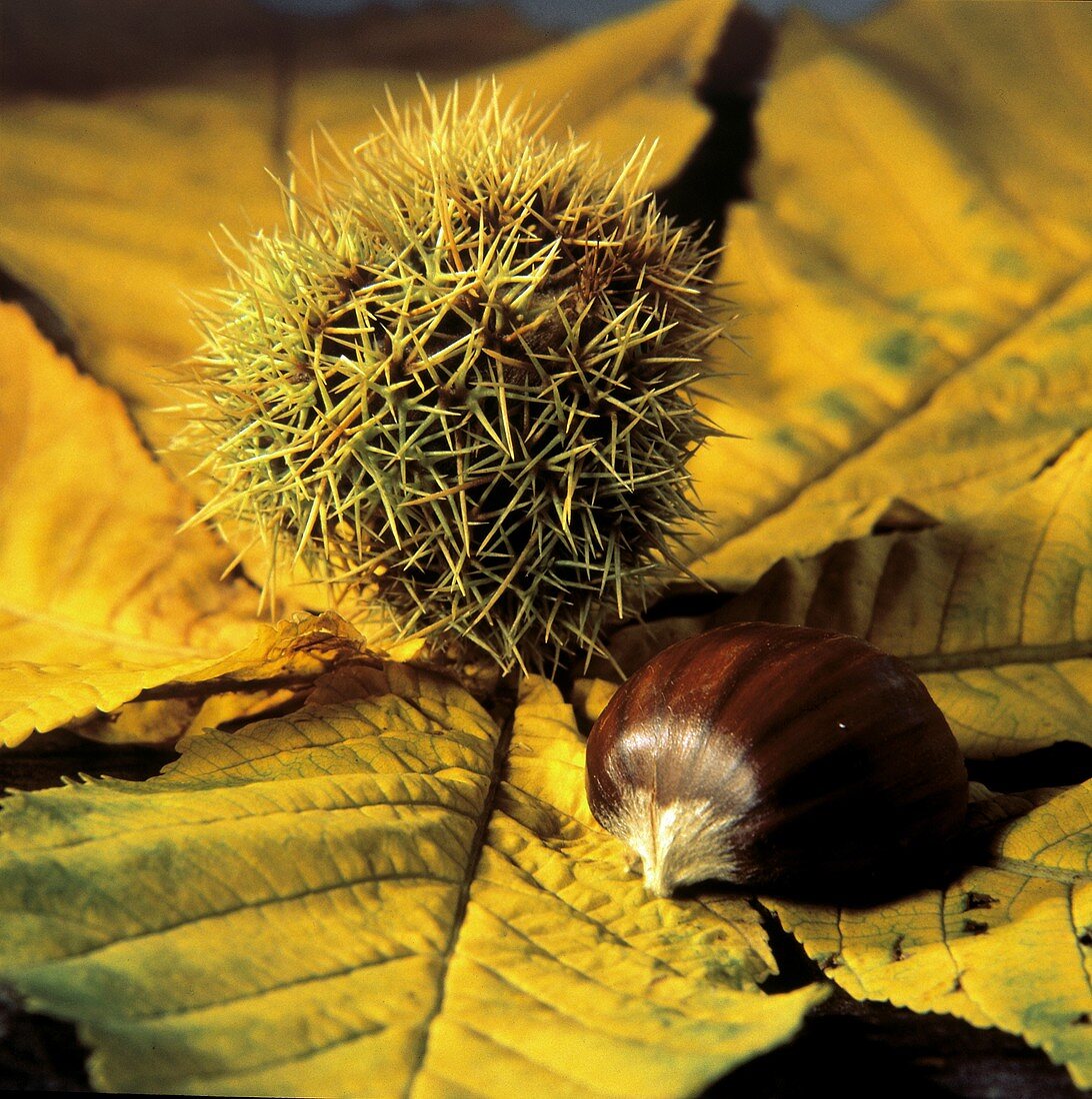Whole and Shelled Chestnut on Leaves