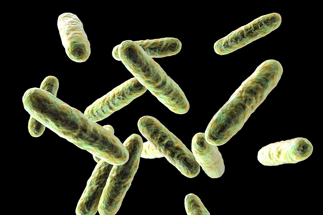 Eikenella bacteria, illustration