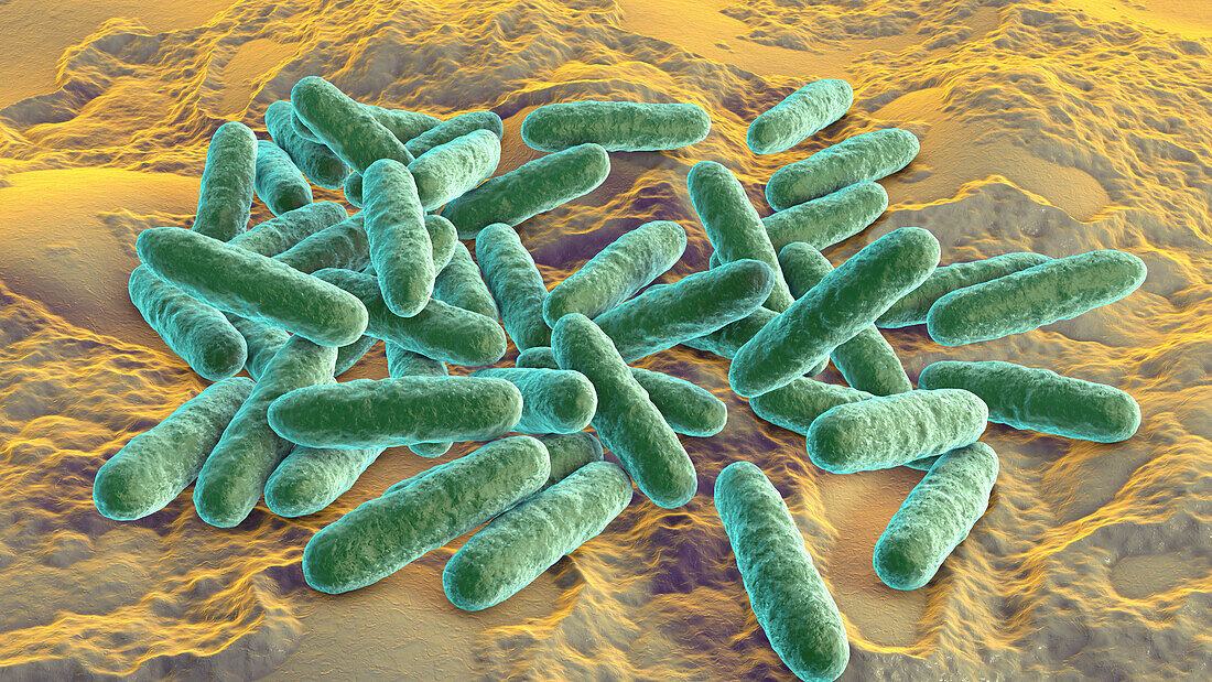 Eikenella bacteria, illustration