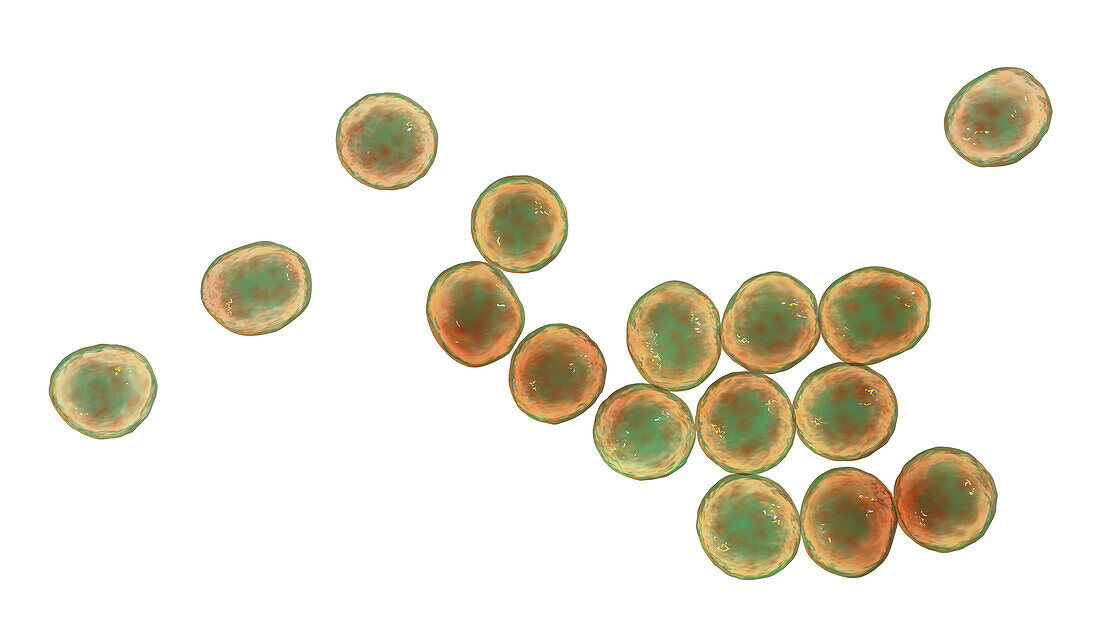 MRSA bacteria, illustration