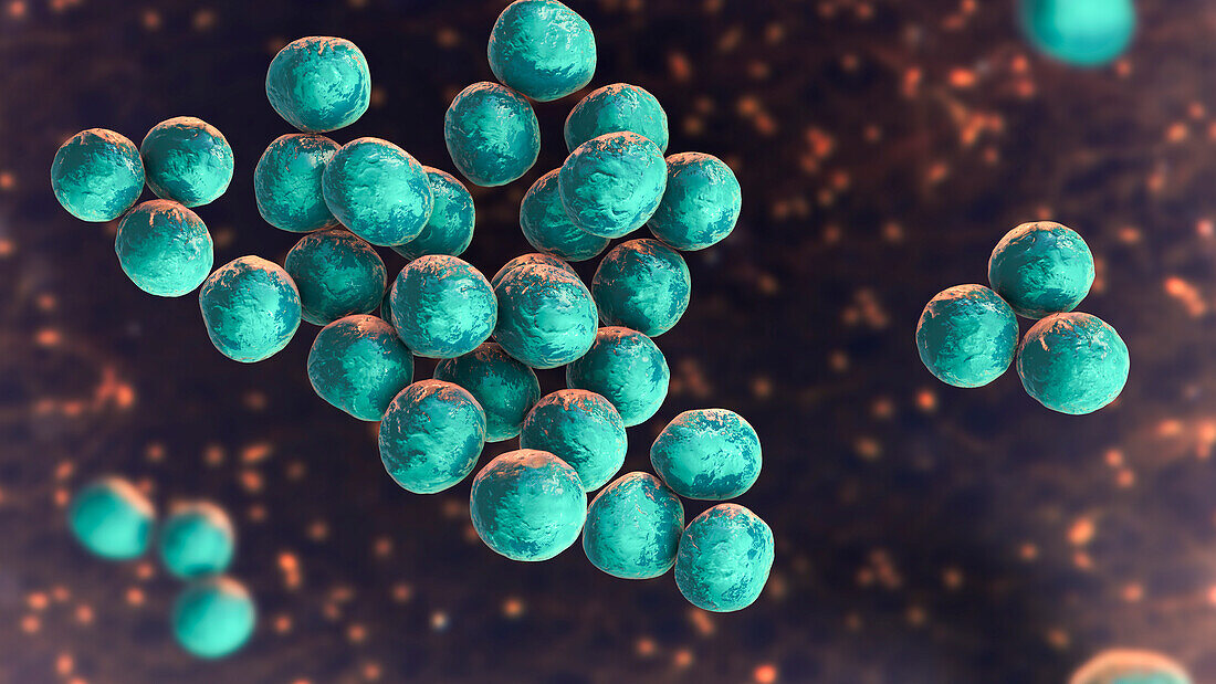 Staphylococcus lugdunensis bacteria, illustration